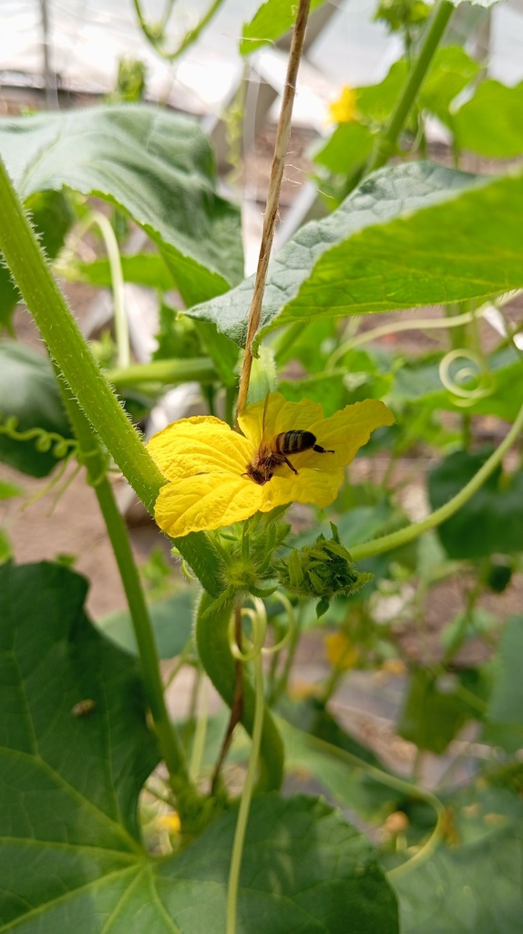 Ferme Schiepers - Prends-en de la graine